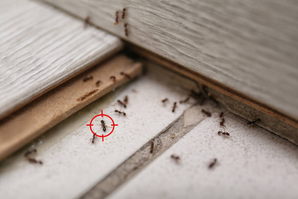 Best Insect Control  in Sevierville, TN