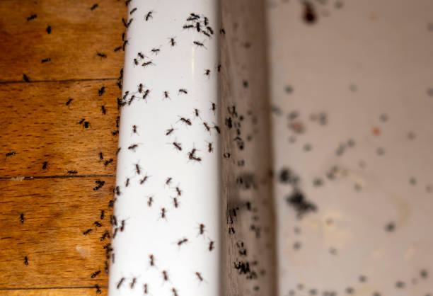 Best Insect Control  in Sevierville, TN