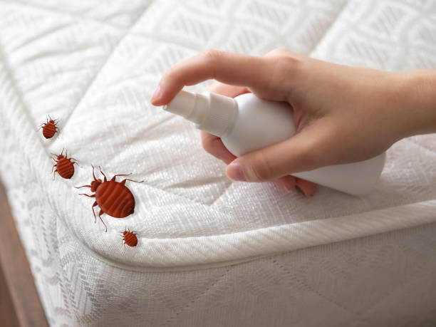 Wasp Removal Services in Sevierville, TN