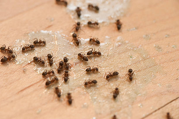 Best Bed Bug Extermination  in Sevierville, TN