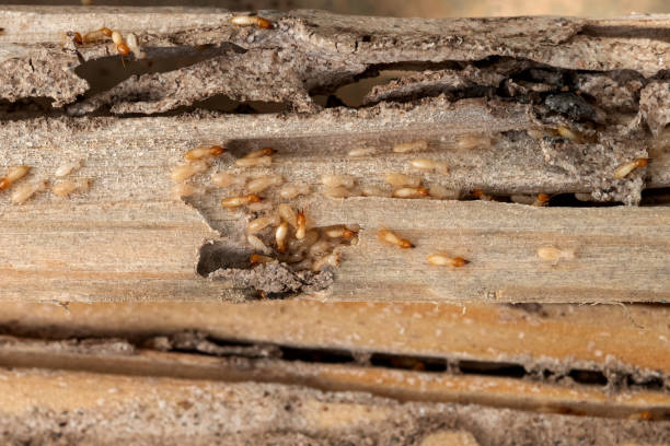 Spider Control Near Me in Sevierville, TN